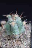 Echinocactus horizonthalonius  ssp. diabolicus VZD 1037